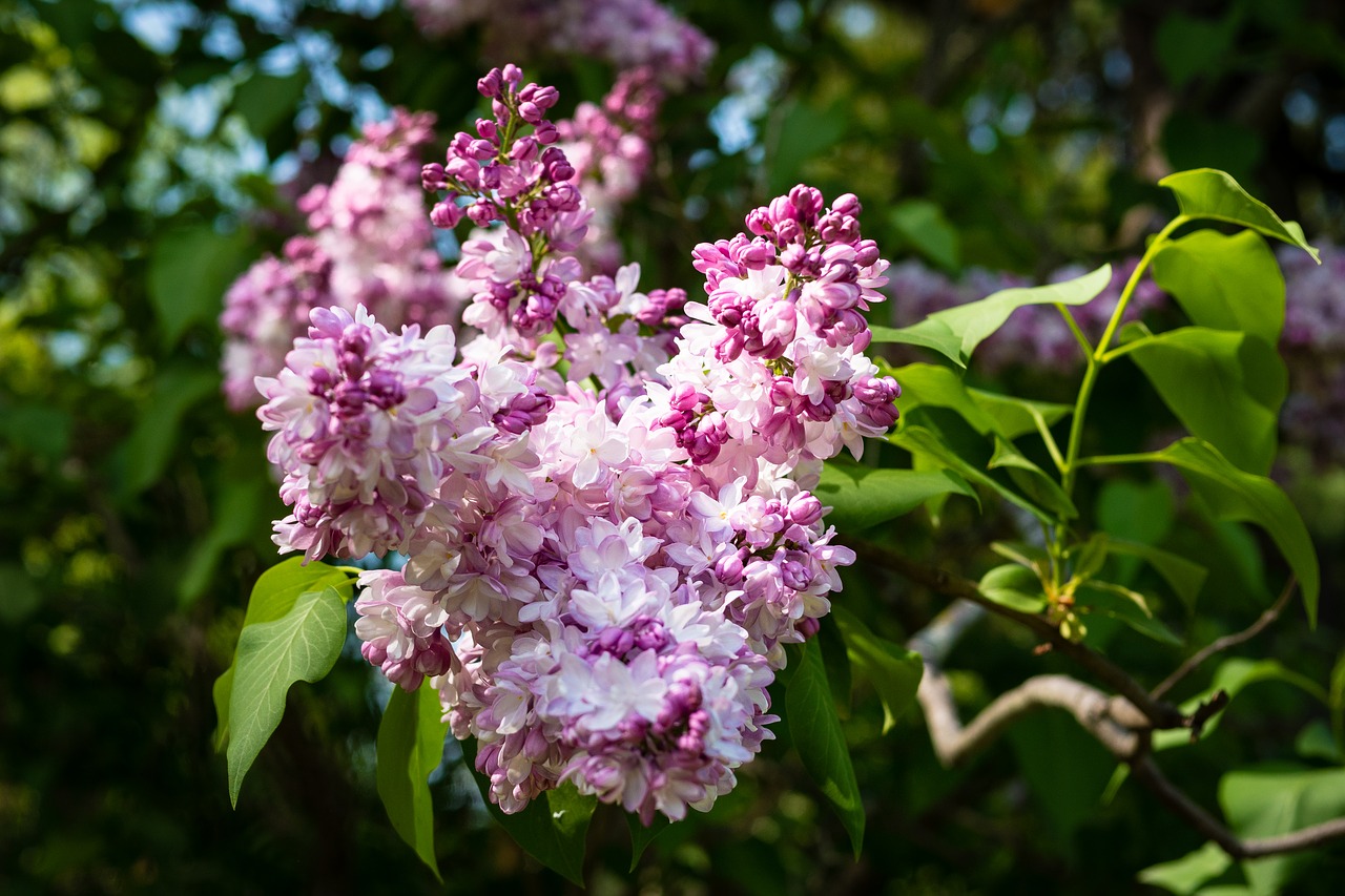lilac-3417051_1280