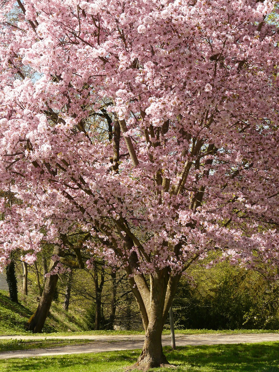 cherry-blossom-6509_1280