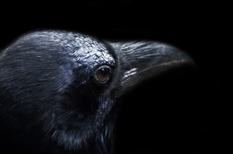 Crow -