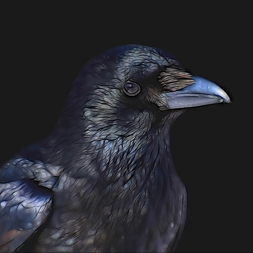 cropped-raven-3287119_1280